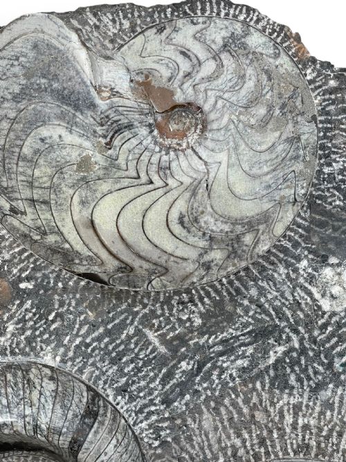 LARGE AMMONITE FOSSIL CLUSTER - ADDITIONAL PHOTO 10