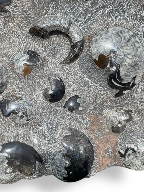 LARGE AMMONITE FOSSIL CLUSTER - ADDITIONAL PHOTO 11