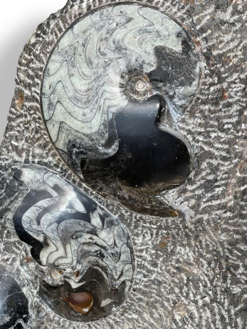 LARGE AMMONITE FOSSIL CLUSTER - ADDITIONAL PHOTO 12