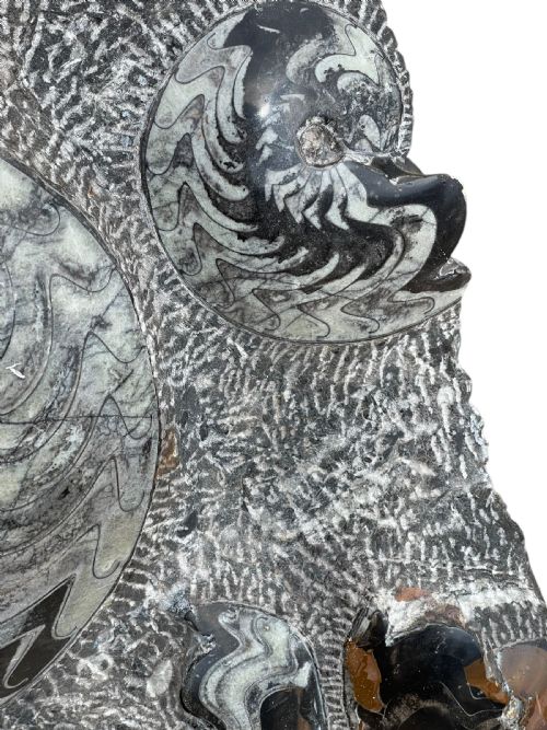 LARGE AMMONITE FOSSIL CLUSTER - ADDITIONAL PHOTO 13