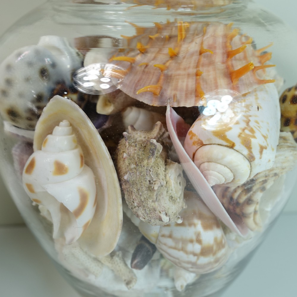 PAIR OF 19TH C GLASS VASES FILLED WITH SHELLS View IV