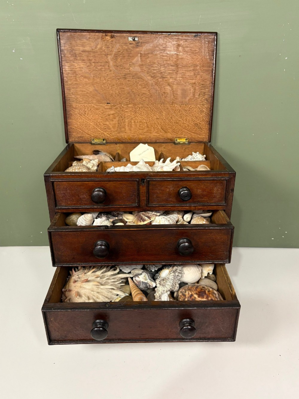 A 19th-century dark oak miniature chest featuring a hinged top lid opening to partitioned compartments filled with sea shells, above three drawers with turned wooden knobs. View II