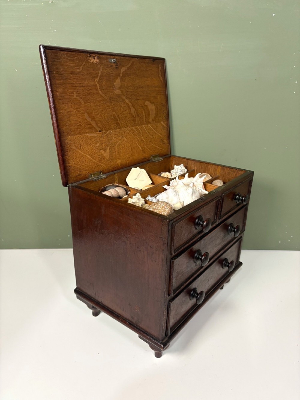 A 19th-century dark oak miniature chest featuring a hinged top lid opening to partitioned compartments filled with sea shells, above three drawers with turned wooden knobs.