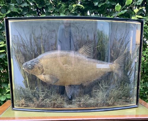 Taxidermy Cased Bream by Cooper
