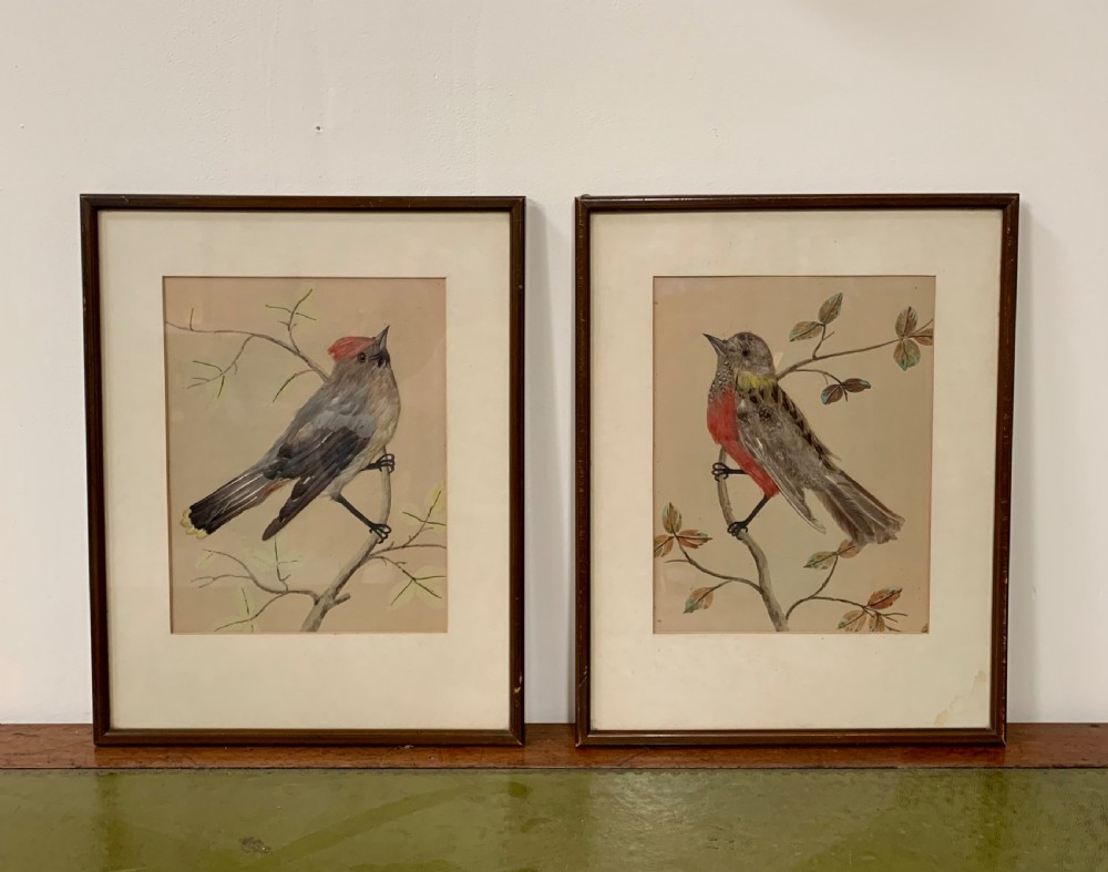 Pair feather bird pictures 