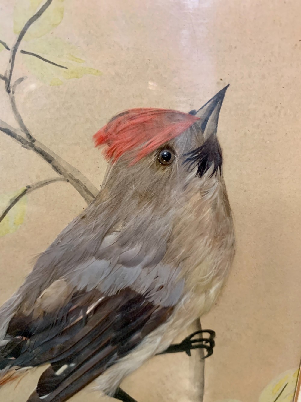 Pair feather bird pictures  View V