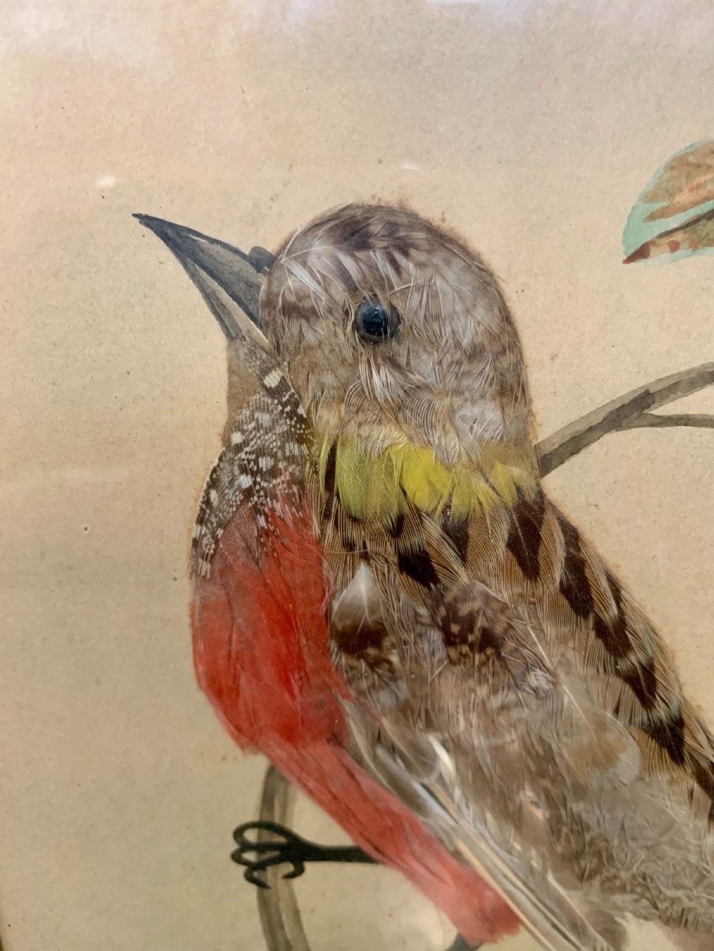 Pair feather bird pictures  View VI