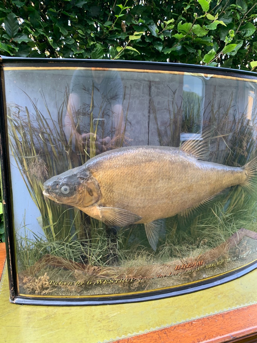 Taxidermy cased bream by Cooper  View II