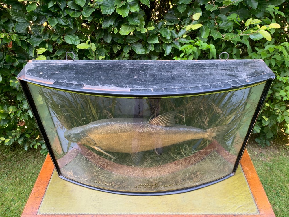 Taxidermy cased bream by Cooper  View III