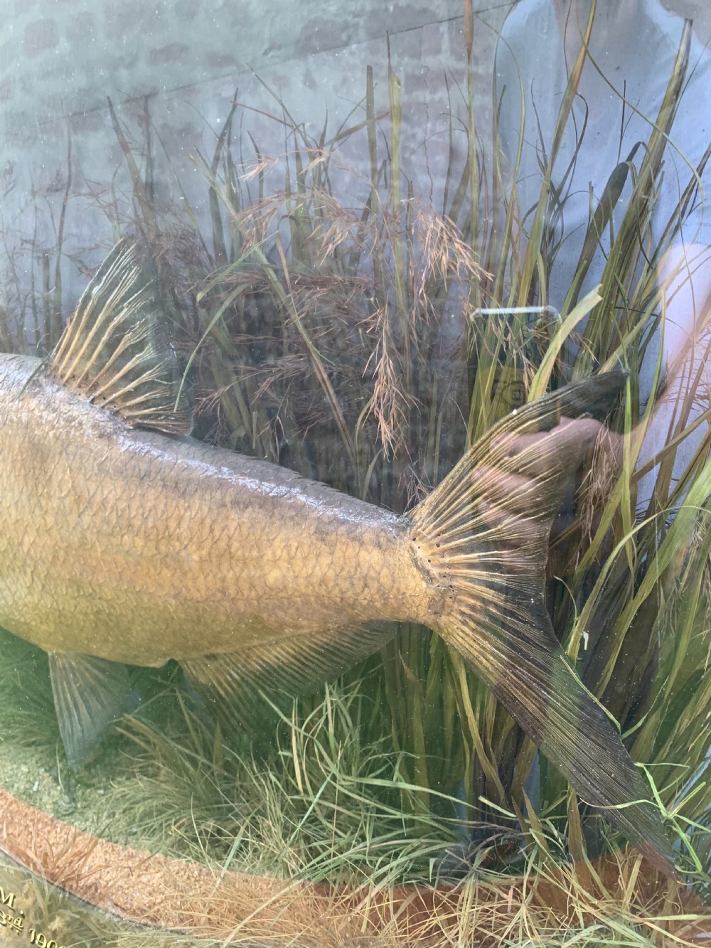Taxidermy cased bream by Cooper  View IV