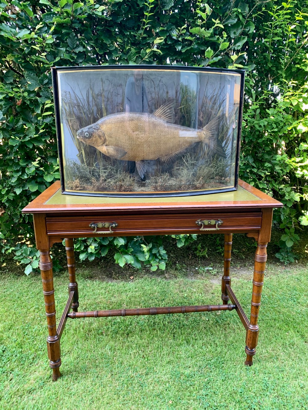 Taxidermy cased bream by Cooper  View V