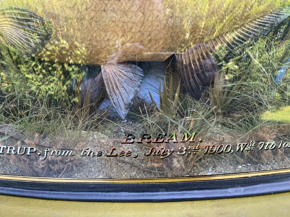 Taxidermy cased bream by Cooper  View VIII