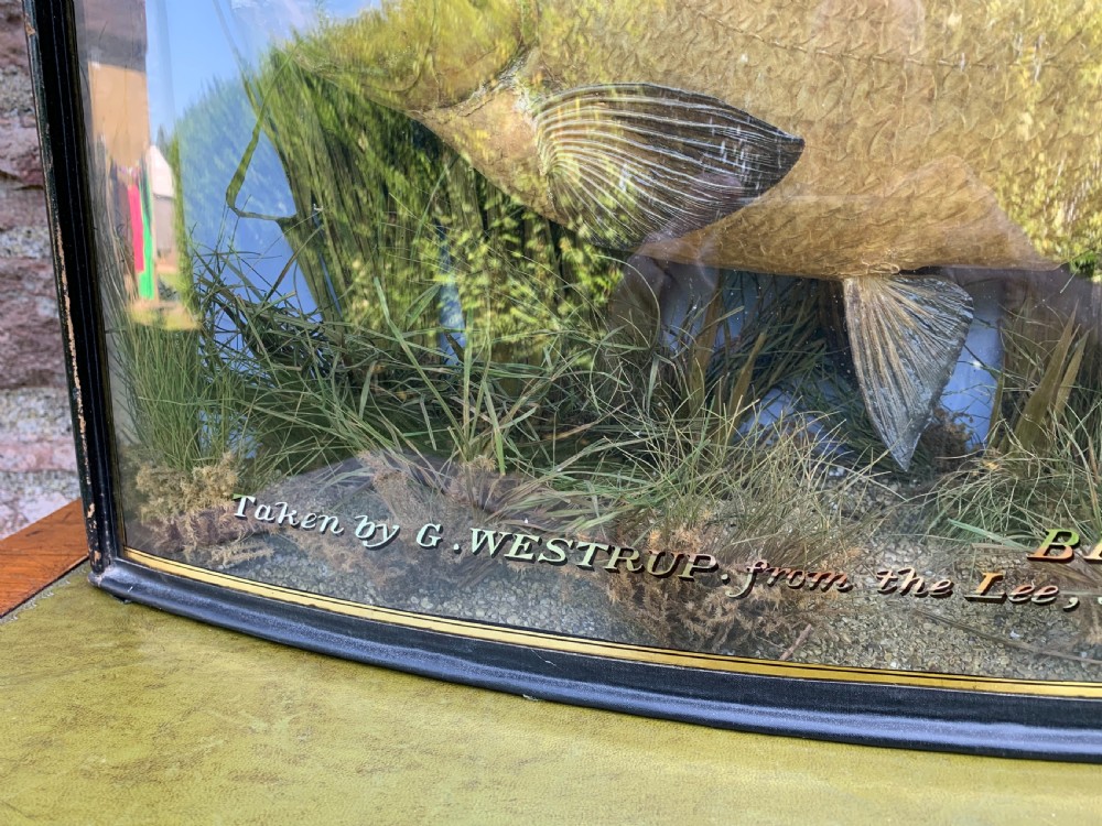 Taxidermy cased bream by Cooper  View IX