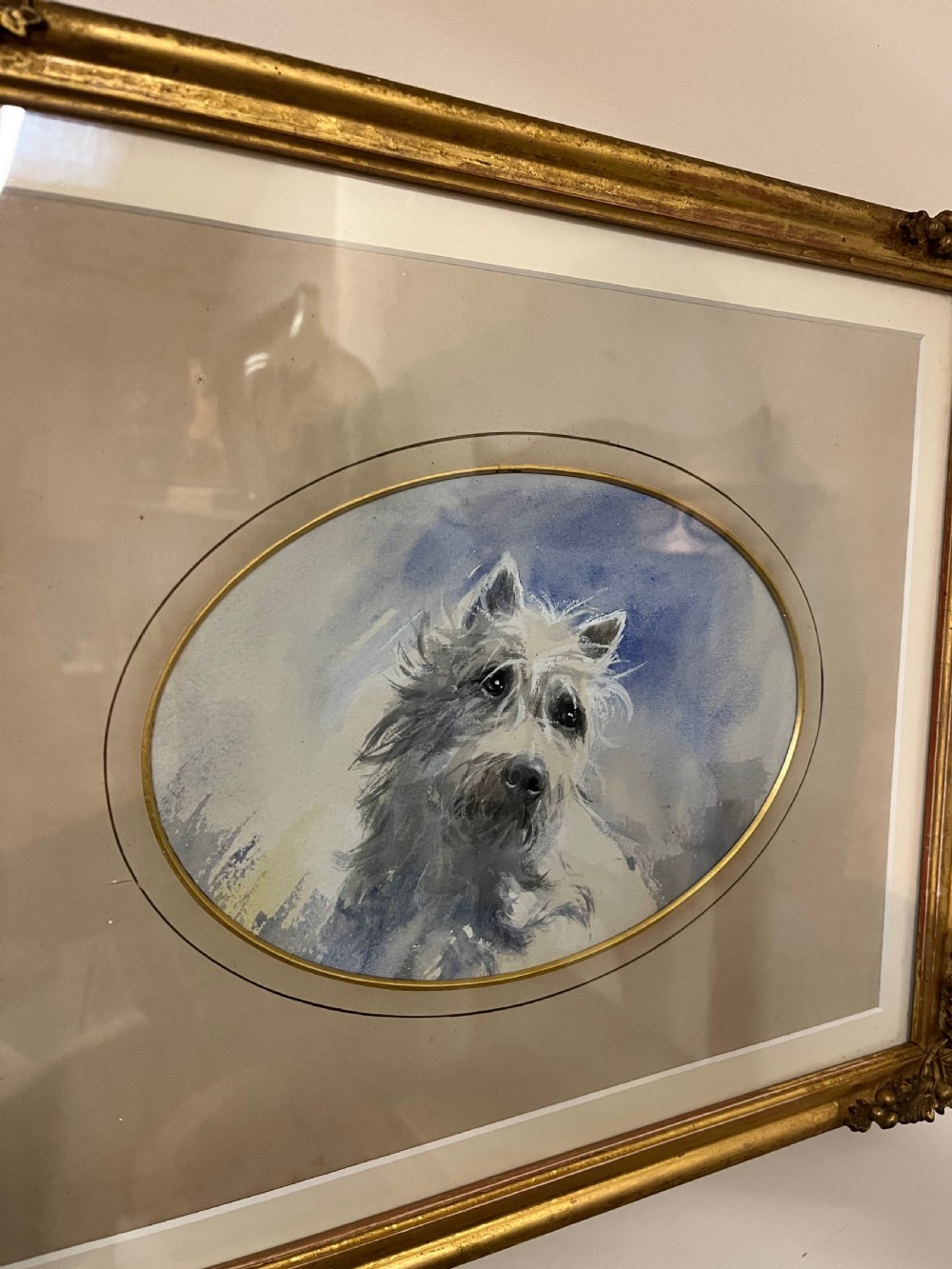 West highland terrier dog portrait  View II