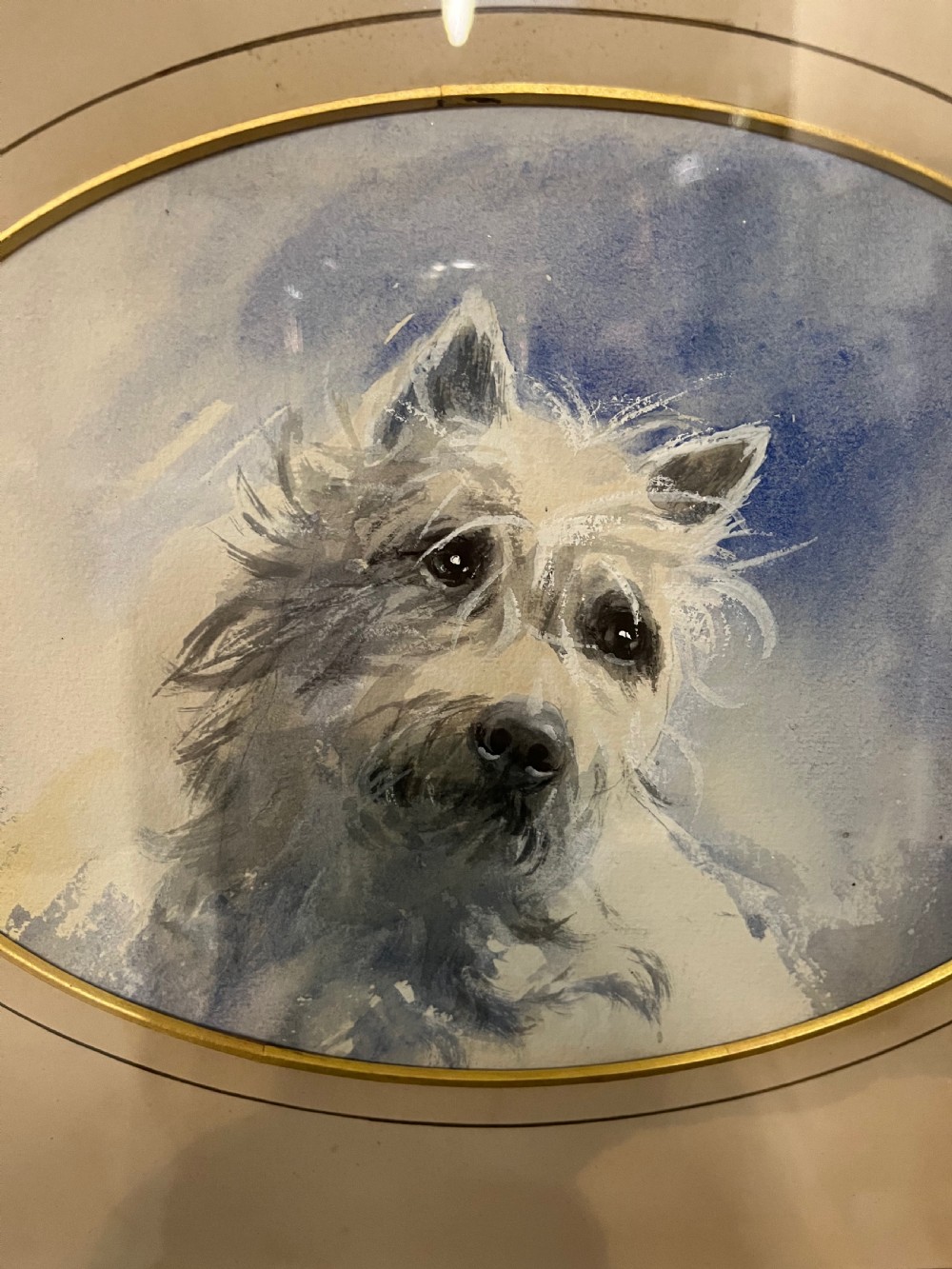 West highland terrier dog portrait  View III