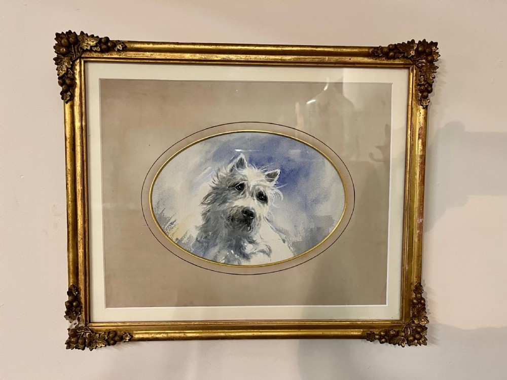 West highland terrier dog portrait  View V