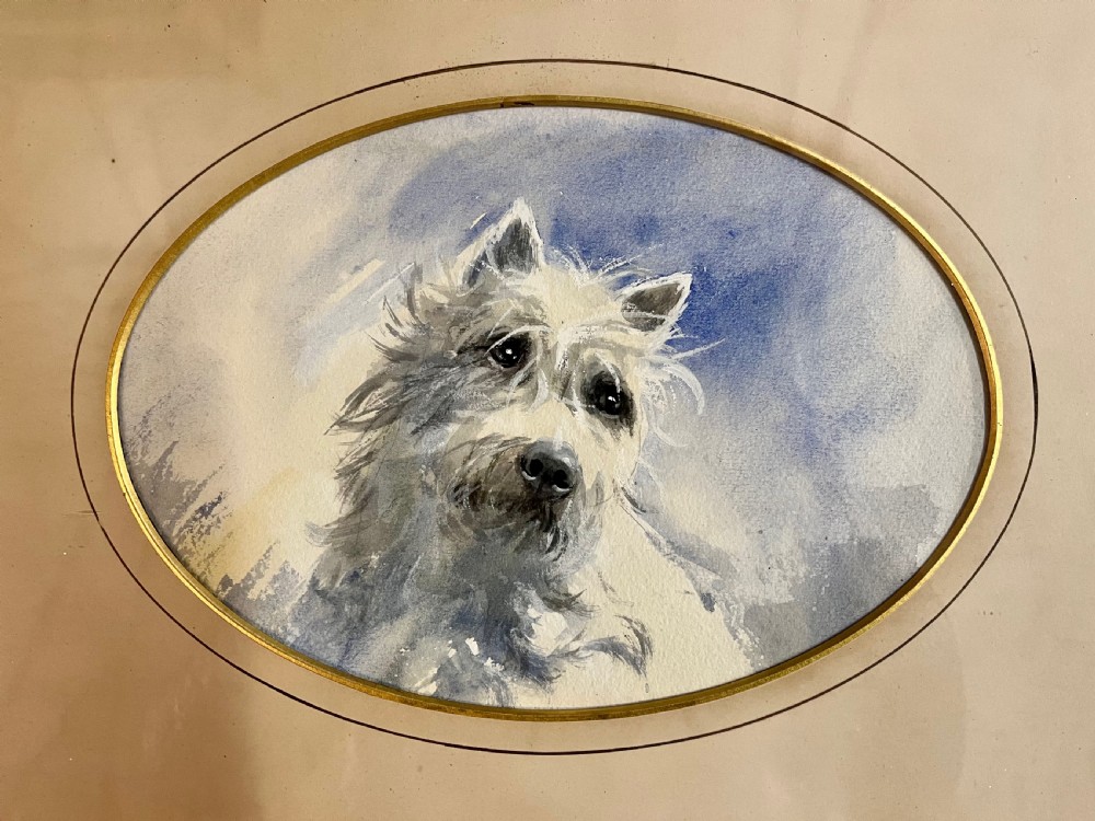 West highland terrier dog portrait  View VII