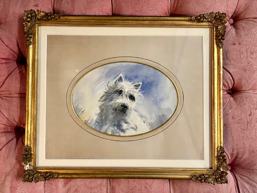 West highland terrier dog portrait  View VIII