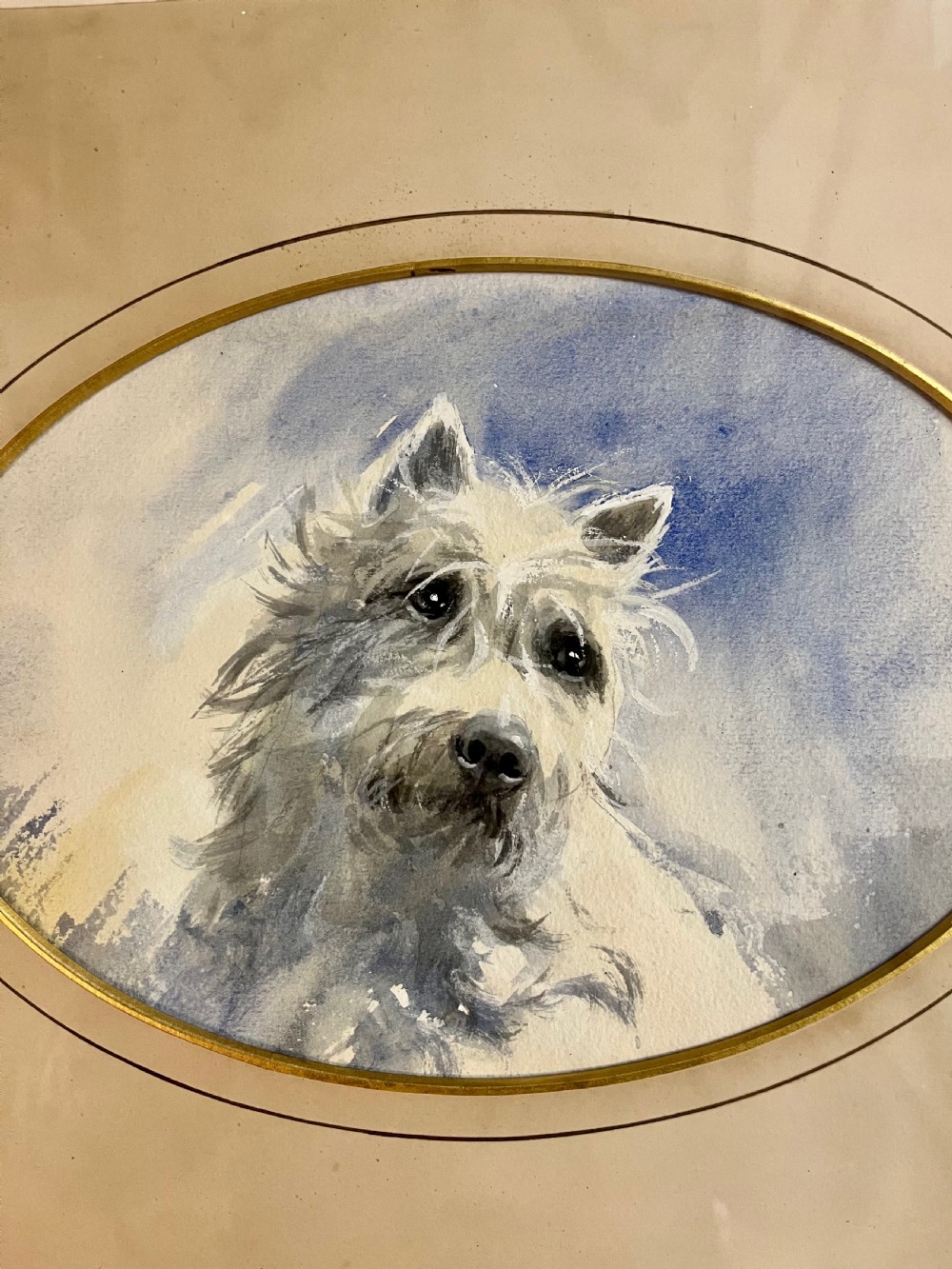 West highland terrier dog portrait  View IX