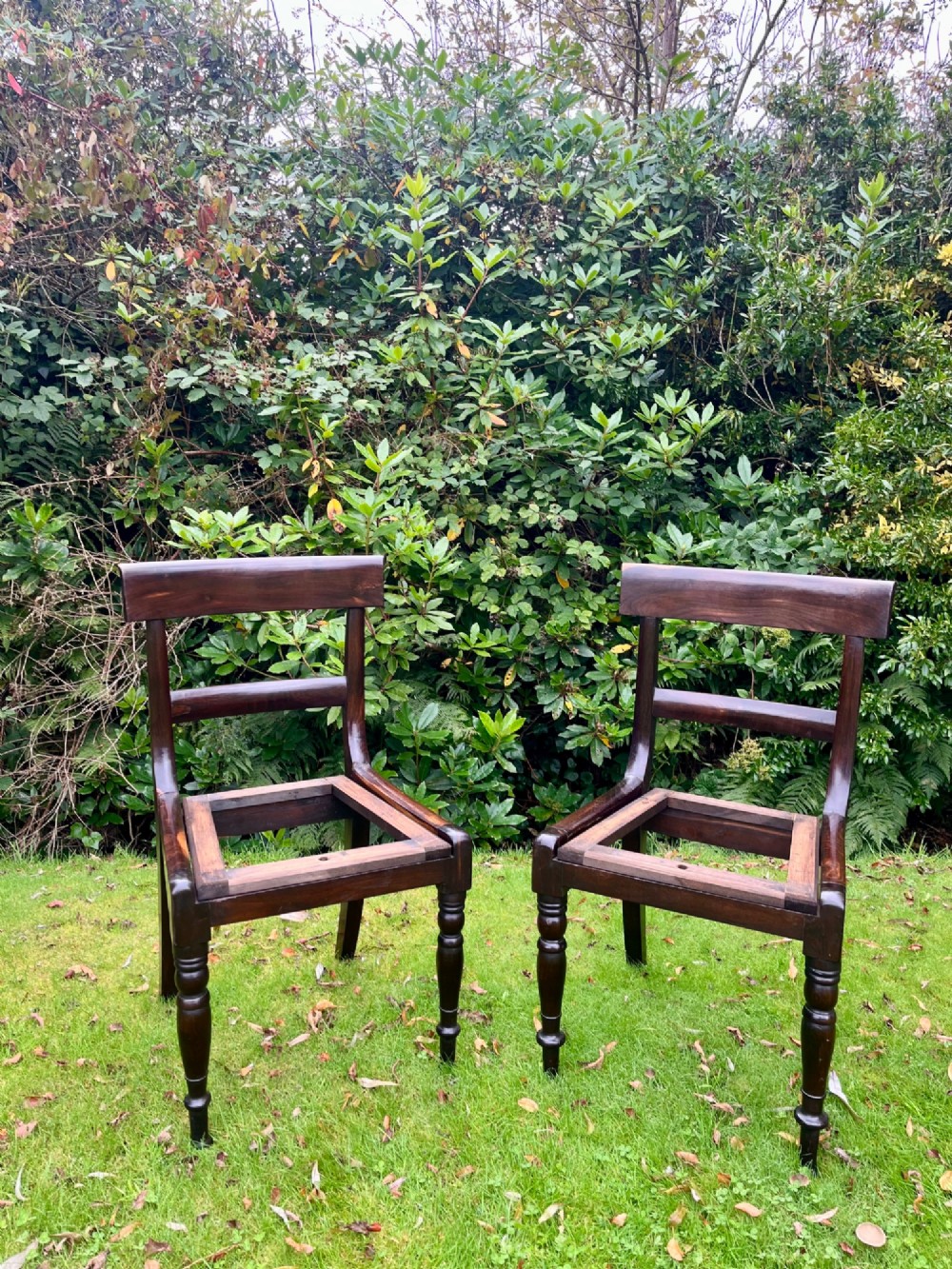 A pair of dark brown laburnum wooden side chairs featuring turned front legs, curved top rails, and open frames for drop-in seats.