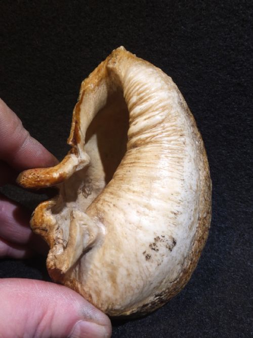PAINTED WHALE'S EARDRUM - ADDITIONAL PHOTO 3