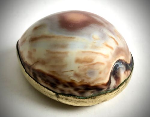 antique georgian cowrie shell snuff box hinged lid circa 1820 - CATEGORY: ANTIQUE BOXES - DATED GEORGIAN