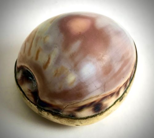 ANTIQUE GEORGIAN COWRIE SHELL SNUFF BOX HINGED LID CIRCA 1820 - ADDITIONAL PHOTO 1