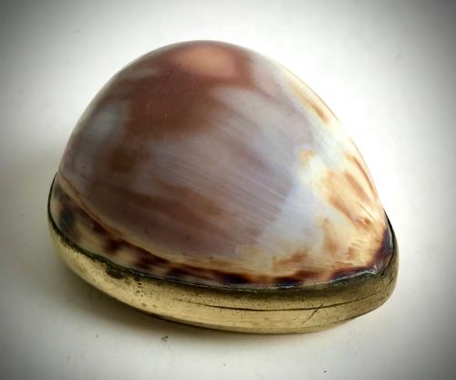 ANTIQUE GEORGIAN COWRIE SHELL SNUFF BOX HINGED LID CIRCA 1820 - ADDITIONAL PHOTO 5