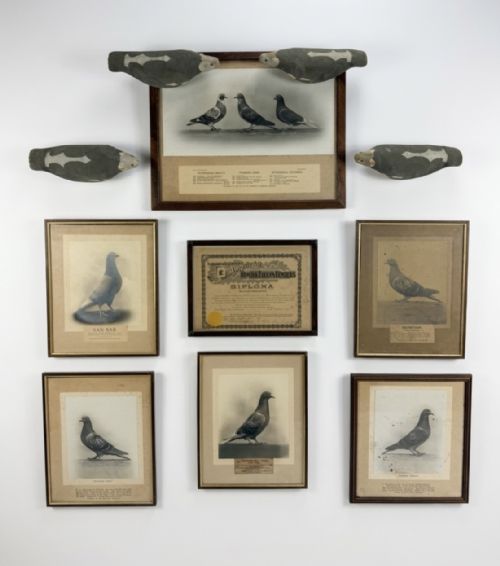 RARE SET OF RACING PIGEON PHOTOS AND DIPLOMAS