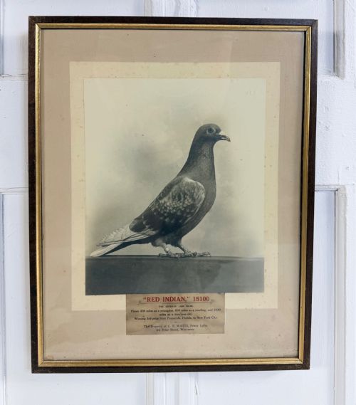 RARE SET OF RACING PIGEON PHOTOS AND DIPLOMAS - ADDITIONAL PHOTO 1