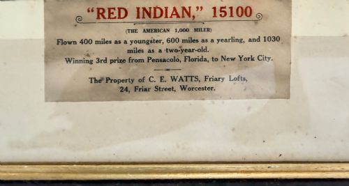 RARE SET OF RACING PIGEON PHOTOS AND DIPLOMAS - ADDITIONAL PHOTO 2