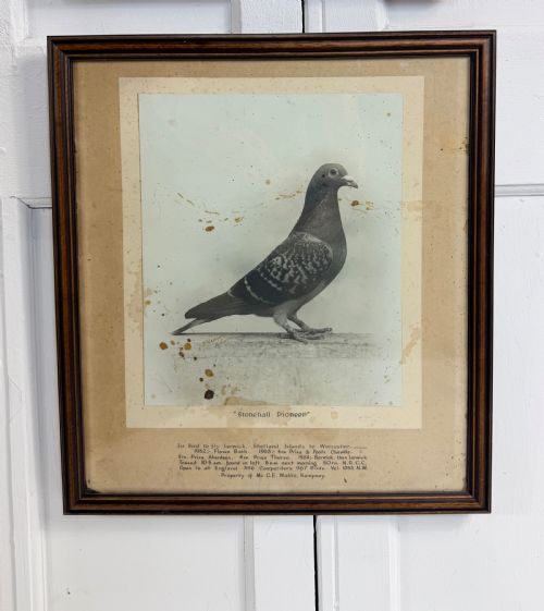 RARE SET OF RACING PIGEON PHOTOS AND DIPLOMAS - ADDITIONAL PHOTO 5