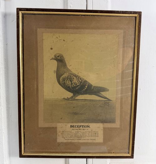 RARE SET OF RACING PIGEON PHOTOS AND DIPLOMAS - ADDITIONAL PHOTO 6