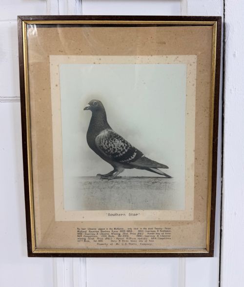 RARE SET OF RACING PIGEON PHOTOS AND DIPLOMAS - ADDITIONAL PHOTO 7