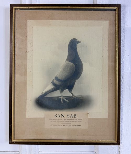 RARE SET OF RACING PIGEON PHOTOS AND DIPLOMAS - ADDITIONAL PHOTO 8