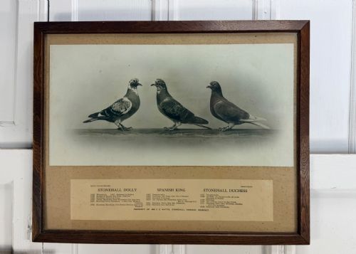 RARE SET OF RACING PIGEON PHOTOS AND DIPLOMAS - ADDITIONAL PHOTO 9