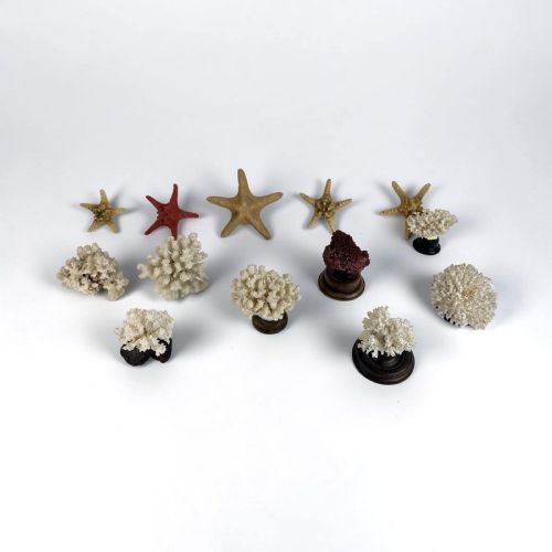 19thc Specimen Collection of Coral  and Starfish
