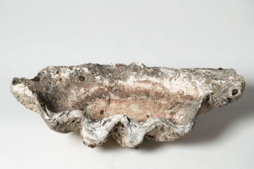 GIANT ANTIQUE CLAM SHELL - ADDITIONAL PHOTO 1