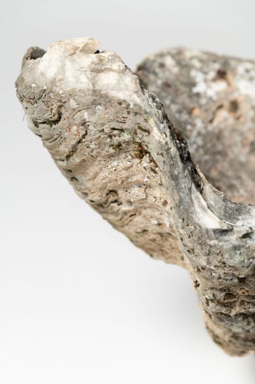 GIANT ANTIQUE CLAM SHELL - ADDITIONAL PHOTO 3