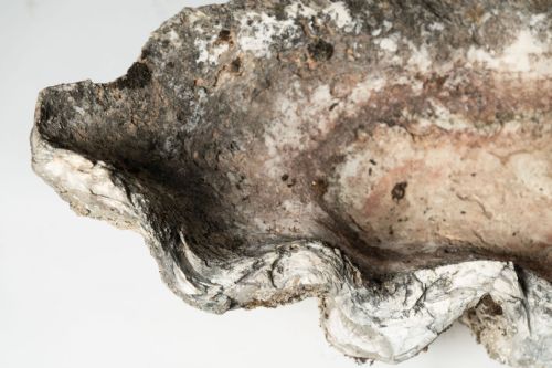 GIANT ANTIQUE CLAM SHELL - ADDITIONAL PHOTO 4