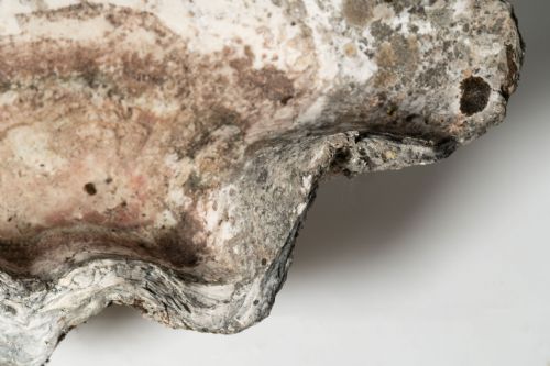 GIANT ANTIQUE CLAM SHELL - ADDITIONAL PHOTO 5