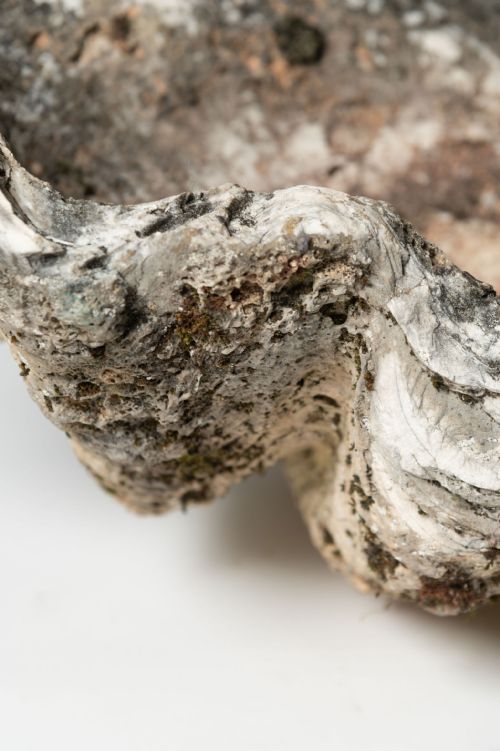 GIANT ANTIQUE CLAM SHELL - ADDITIONAL PHOTO 6