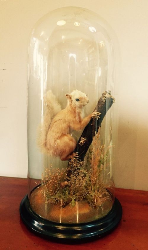 Victorian Taxidermy Red Squirrel Under Glass Dome