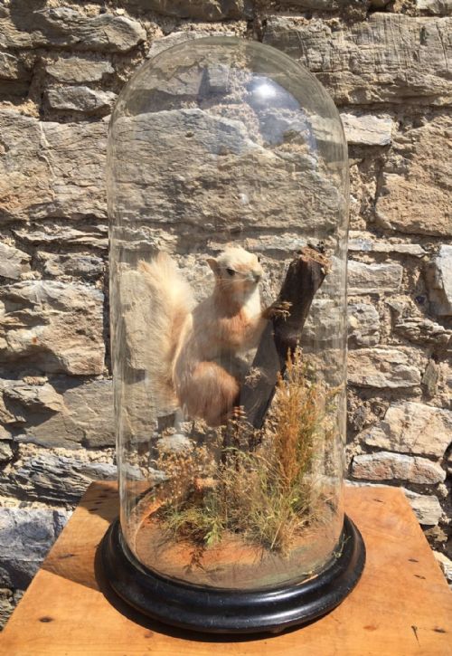 fig 1. Victorian Taxidermy Red Squirrel under Glass Dome