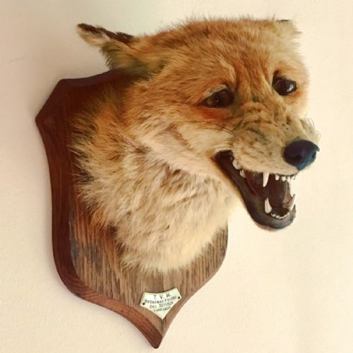 Antique 1926 P.spicer Taxidermy Fox Mask