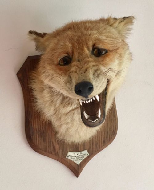 fig 1. Antique 1926 P.Spicer Taxidermy Fox Mask