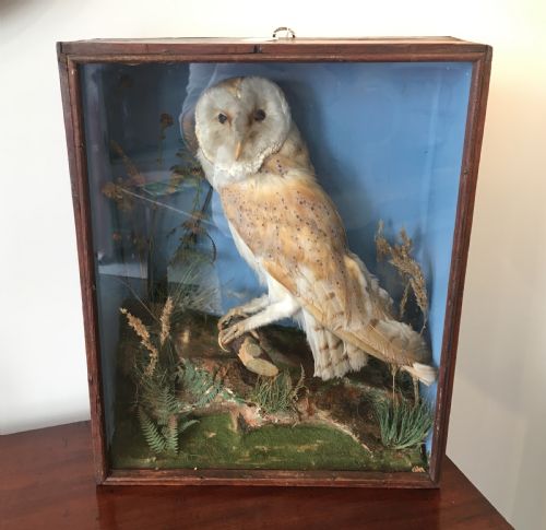 Antique Victorian Taxidermy Barn Owl in Glass Display Case