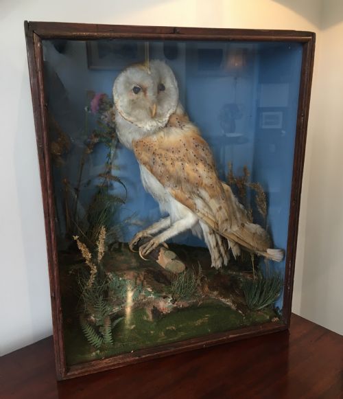 fig 1. Antique Victorian Taxidermy Barn Owl in Glass Display Case