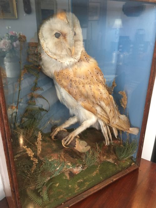 fig 2. Antique Victorian Taxidermy Barn Owl in Glass Display Case