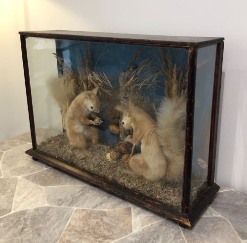 fig 1. Antique Victorian Taxidermy Pair of Red Squirrels
